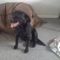 Labrador retriever Basse