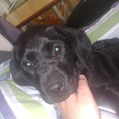 Labrador retriever Basse