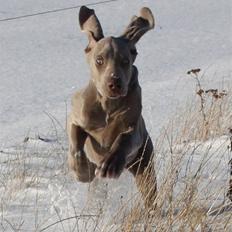 Weimaraner Hot Shoots Kaisa