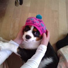 Cavalier king charles spaniel Thristan