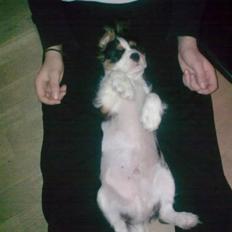 Cavalier king charles spaniel Thristan