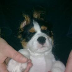 Cavalier king charles spaniel Thristan