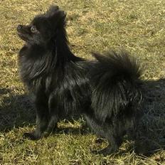 Pomeranian Timon