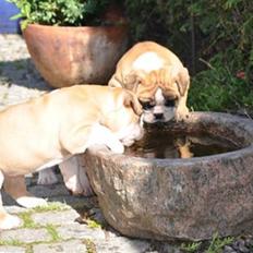 Olde english bulldogge Spangers Cinderella