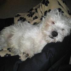 West highland white terrier Oskar