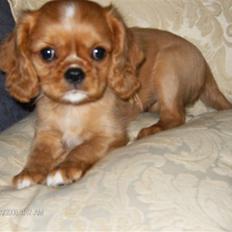 Cavalier king charles spaniel tulle