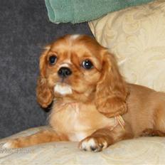 Cavalier king charles spaniel tulle