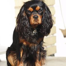 Cavalier king charles spaniel Cavalier Vittrups Fanny "Malou"