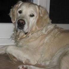 Golden retriever Tøsen