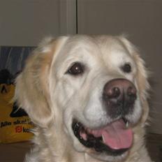 Golden retriever Tøsen