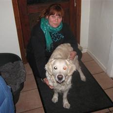 Golden retriever Tøsen