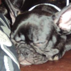 Fransk bulldog Viola