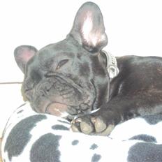 Fransk bulldog Viola