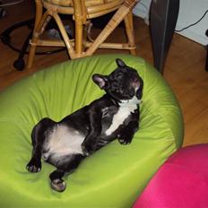 Fransk bulldog Viola