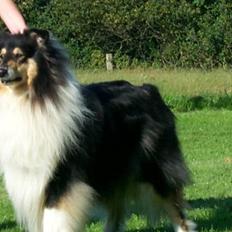 Collie langhåret Sascha Himmelhund
