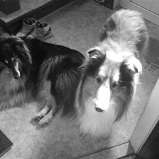 Collie langhåret Sascha Himmelhund