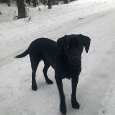 Labrador retriever Cindy Af Rosefield