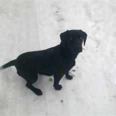 Labrador retriever Cindy Af Rosefield