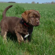 Labrador retriever Siska 