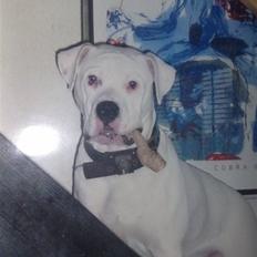 Amerikansk bulldog Dax R.I.P.