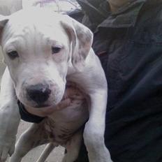 Blanding af racer Gangster