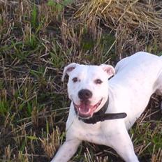 Blanding af racer Gangster