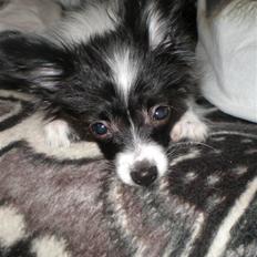 Papillon Felix R.I.P