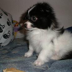 Papillon Felix R.I.P