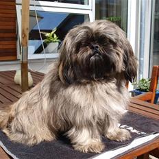 Shih tzu Loui