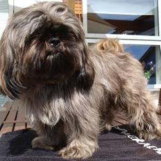 Shih tzu Loui
