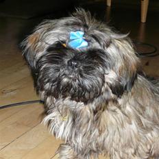 Shih tzu Loui