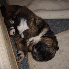 Blanding af racer Cocio solgt