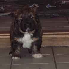 Blanding af racer Cocio solgt