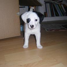 Dansk svensk gaardhund Molly