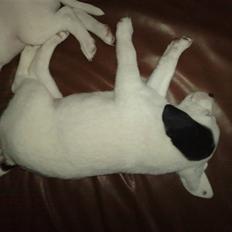 Dansk svensk gaardhund Molly