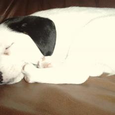 Dansk svensk gaardhund Molly