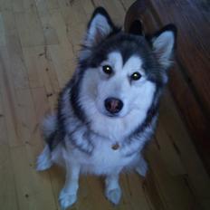 Blanding af racer Poppi