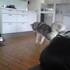 Blanding af racer Poppi