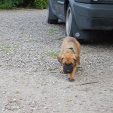 Boerboel Bob ( bølle bob )