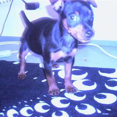 Dvaergpinscher Rafforzare