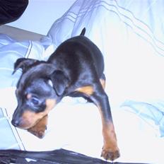 Dvaergpinscher Rafforzare