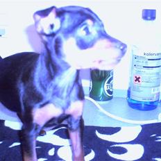 Dvaergpinscher Rafforzare