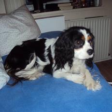 Cavalier king charles spaniel Nynne
