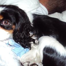 Cavalier king charles spaniel Nynne