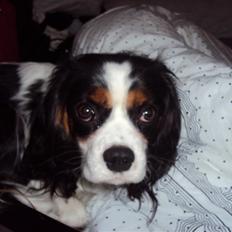 Cavalier king charles spaniel Nynne