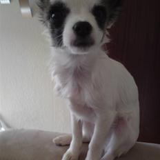 Chihuahua Pops