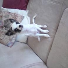 Chihuahua Pops