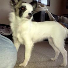 Chihuahua Pops
