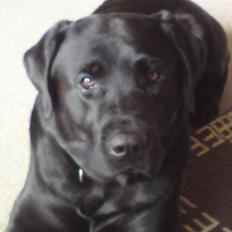 Labrador retriever Balder