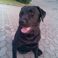 Labrador retriever Balder